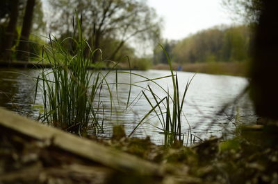 Close-up of grass by river