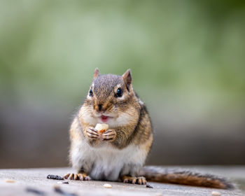 Portrait of squirrel eating food on footpath