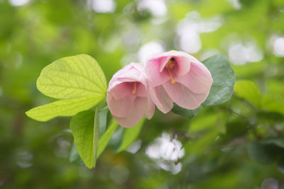 Close-up of pink flowering plant