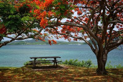 Tree by sea against sky