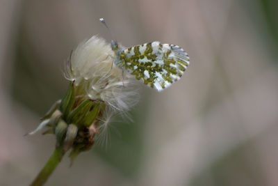 Close-up of white butterfly 