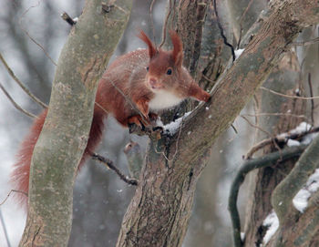 Close-up of squirrel on tree trunk
