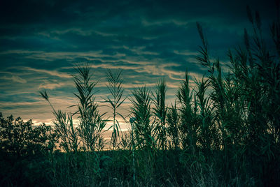 Plants growing on field against sky during sunset