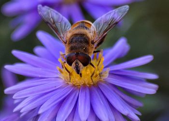 High angle view of bee pollinating on purple flower 