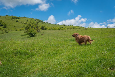 Sheep in a field