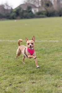 Portrait of dog on field