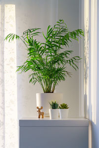 Beautiful palm chamaedorea in flower pot on shelf of rack in apartment
