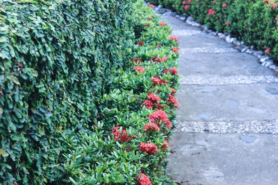 Plants growing in greenhouse