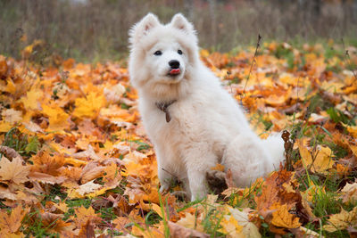 Close-up of dog on field