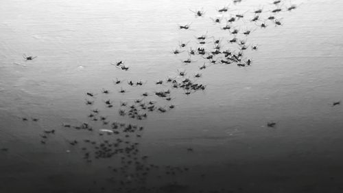 High angle view of birds in lake