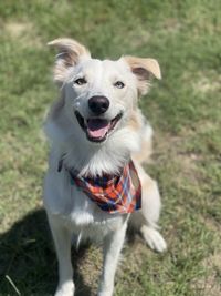 Seeing into the soul of a border collie. 