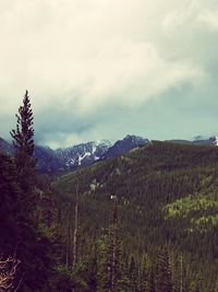 Pine trees in forest against sky