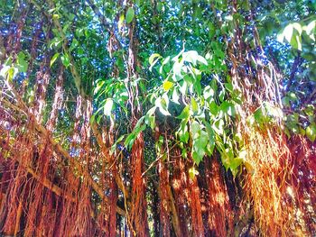 Low angle view of tall trees