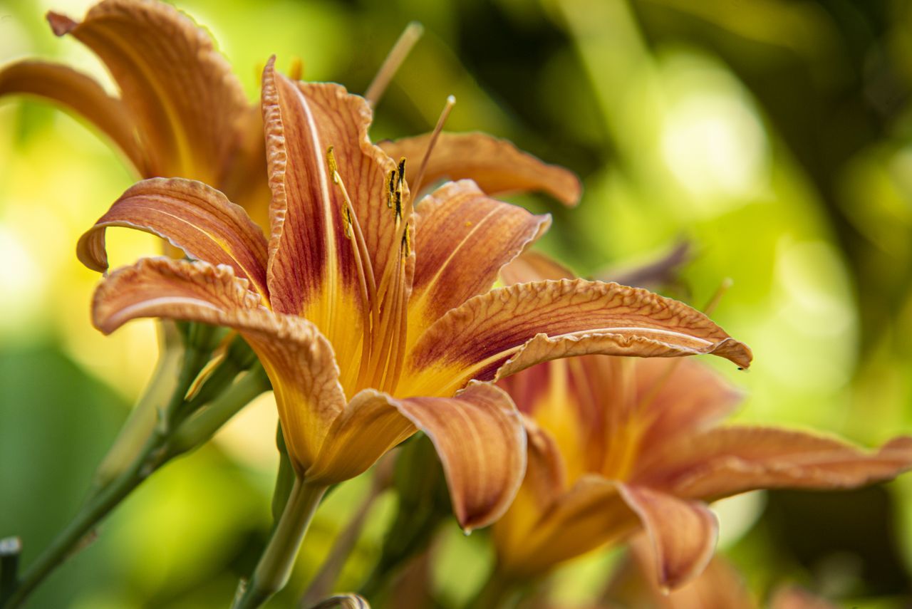 plant, flower, flowering plant, beauty in nature, lily, freshness, close-up, growth, nature, fragility, petal, daylily, macro photography, flower head, yellow, leaf, inflorescence, no people, botany, focus on foreground, outdoors, springtime, orange color, selective focus, garden, plant part