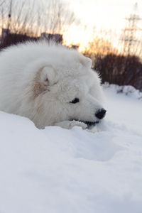 Close-up of a dog on snow