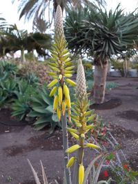 Close-up of palm trees in park