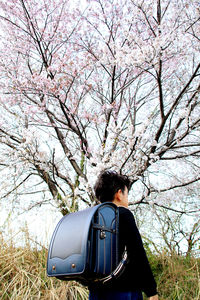 Rear view of woman with cherry blossom tree