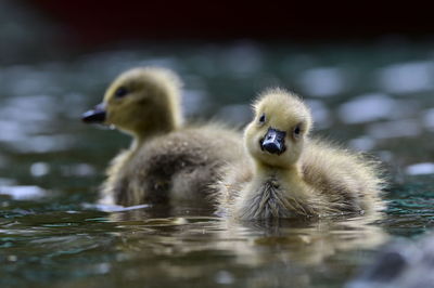 Close-up of duck swimming in lake