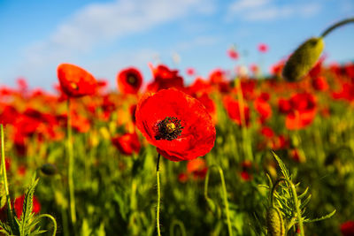 Close-up of red poppy flowers growing on field