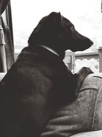 Low section of dog sitting on floor