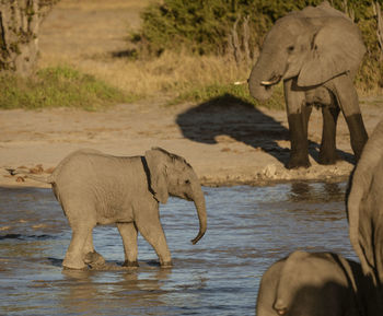 Elephant in a lake