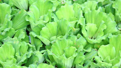 Full frame shot of fresh green plants