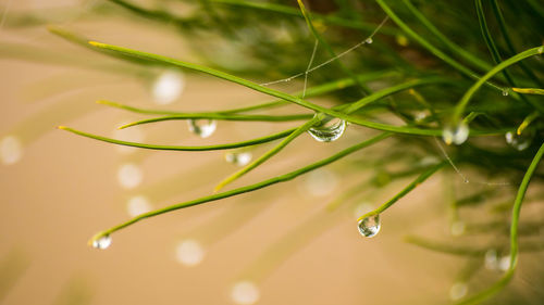 Close-up of water drops on plant