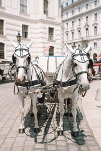 Horse cart on street in city