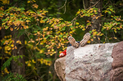 Man resting on rock in forest during autumn