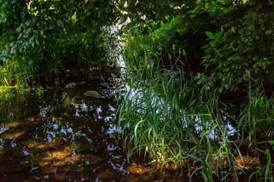 Scenic view of lake amidst trees in forest