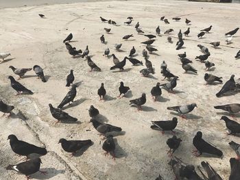 High angle view of birds