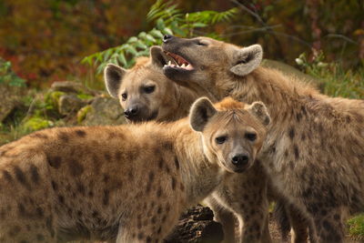 Group of hyenas