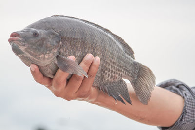 Close-up of hand holding fish against white background