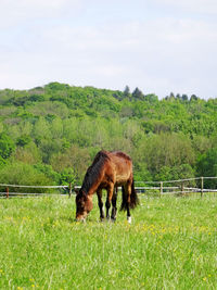 One horse in fresh green environment with dense hill forest background