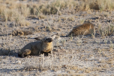 Bat-eared fox sitting on field