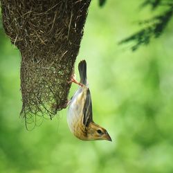 Close-up of bird perching on nest