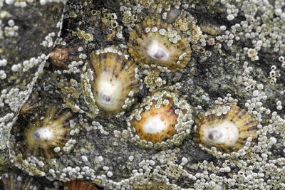 Close-up of shells on sea shore