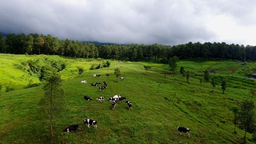 Scenic view of cows on green landscape