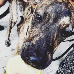 Close-up portrait of dog