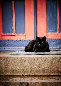 Portrait of cat sitting outdoors