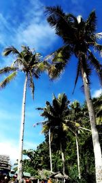 Low angle view of palm trees against sky