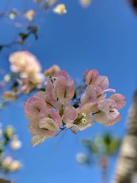 Close-up of purple flowering plant against blue sky