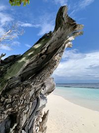 Driftwood on beach against sky