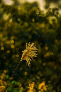 Close-up of plant