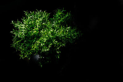 Close-up of plant against black background