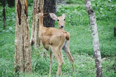 Deer in a field