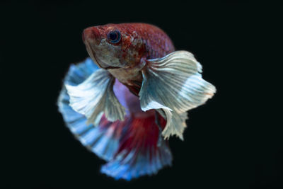 Close-up of fish swimming in sea