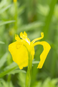 Close-up of yellow flowering plant