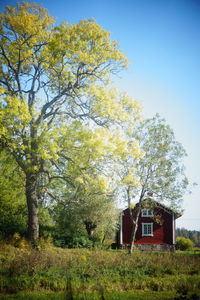 Tree by house on field against sky