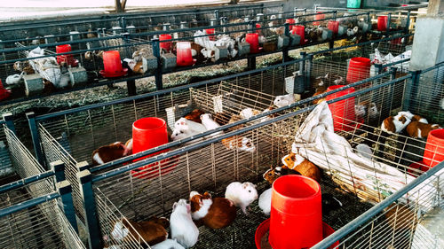 High angle view of birds in cage